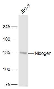 Nidogen Rabbit Polyclonal Antibody