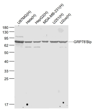 GRP78/Bip Mouse Monoclonal Antibody