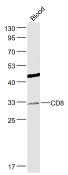 CD8 Rabbit Polyclonal Antibody