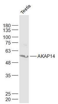 AKAP14 Rabbit Polyclonal Antibody