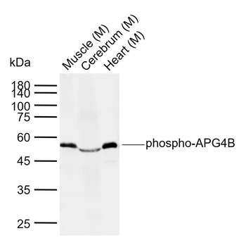 APG4B (phospho-Ser34) antibody