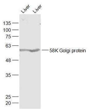 58K Golgi protein Rabbit Polyclonal Antibody