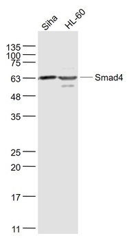 Smad4 antibody