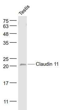 CLDN11 Rabbit Polyclonal Antibody