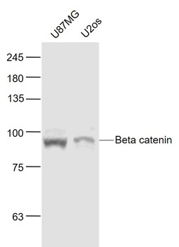 Beta Catenin antibody