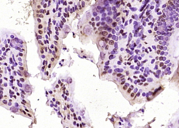 IRF1 Rabbit Polyclonal Antibody