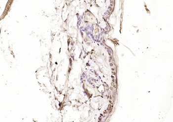 KIAA1199 Rabbit Polyclonal Antibody