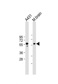 PINK1 Mouse Monoclonal Antibody