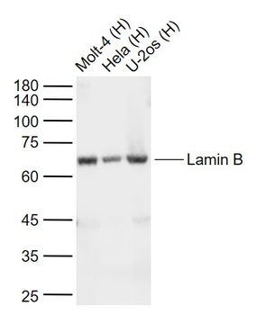 Lamin B1 Cleaved antibody