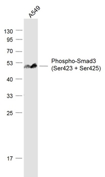 Smad3 (phospho-Ser423 + Ser425) antibody