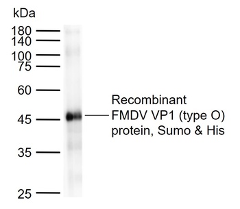 FMDV VP1 Protein (type O) antibody