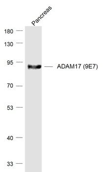 ADAM17 antibody