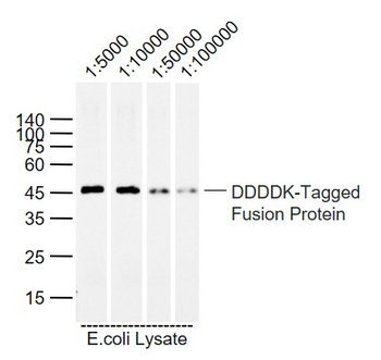 Flag Tag Recombinant Mouse Monoclonal Antibody