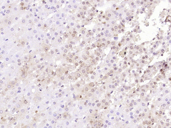IKB alpha Mouse Monoclonal Antibody
