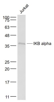 IKB Alpha antibody