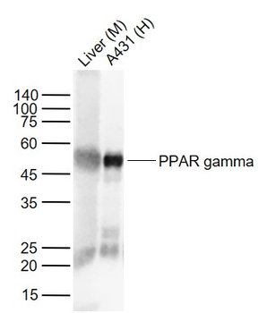 PPAR gamma Mouse Monoclonal Antibody