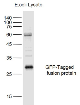 EGFP Rabbit Polyclonal Antibody