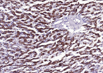 GNMT Rabbit Polyclonal Antibody