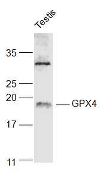 GPX4 Rabbit Polyclonal Antibody
