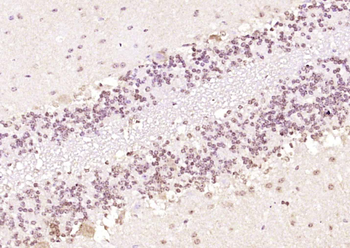 GRIM19 Rabbit Polyclonal Antibody