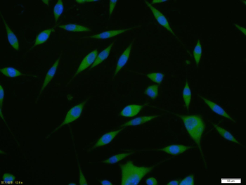 Phospho-GSK-3 Beta (Ser21+Ser29) Rabbit Polyclonal Antibody