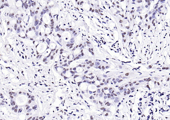 Phospho-H2AX (Tyr143) Rabbit Polyclonal Antibody