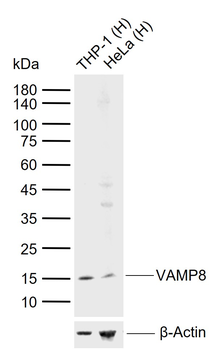 VAMP8 Mouse Monoclonal Antibody