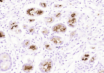MUC6 (ready to use) Mouse Monoclonal Antibody