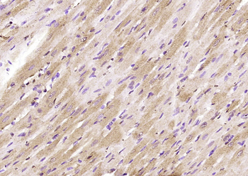 Glypican 1 Rabbit Polyclonal Antibody