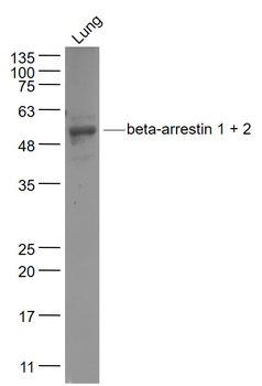 Beta-arrestin 1 + 2 Rabbit Polyclonal Antibody
