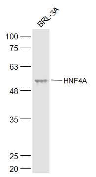 HNF4A Rabbit Polyclonal Antibody