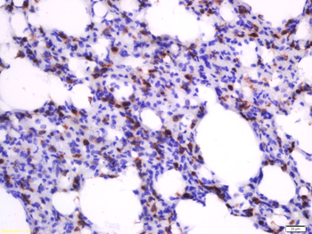 Heme Oxygenase 1 Rabbit Polyclonal Antibody