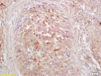 Phospho-HSF1 (Ser326) Rabbit Polyclonal Antibody