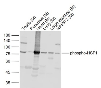 HSF1 (phospho-Ser307) antibody