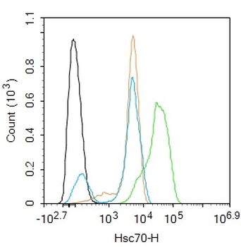 Hsc70 Rabbit Polyclonal Antibody