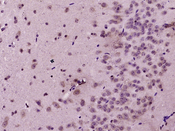 IDI1 Rabbit Polyclonal Antibody