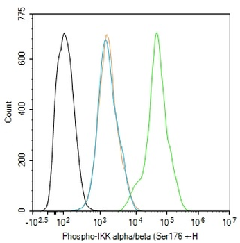 Phospho-IKK alpha/beta (Ser176 + Ser180) Rabbit Polyclonal Antibody
