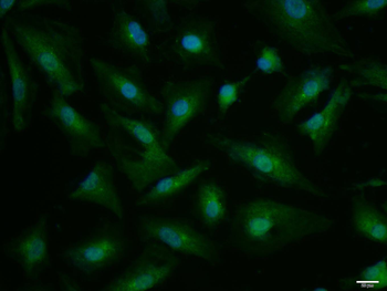 Phospho-IKK beta (Ser466) Rabbit Polyclonal Antibody