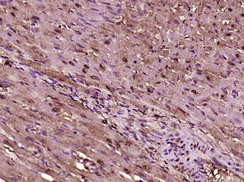 Phospho-IKK gamma (Ser43) Rabbit Polyclonal Antibody