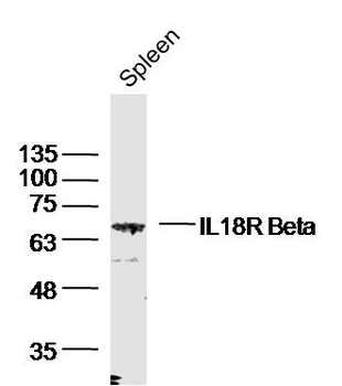 IL18R Beta Rabbit Polyclonal Antibody