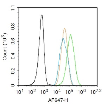Phospho-IRS1 (Ser307) Rabbit Polyclonal Antibody