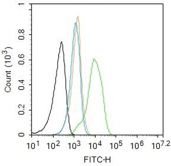 PKM2 ( phospho-Tyr105) antibody