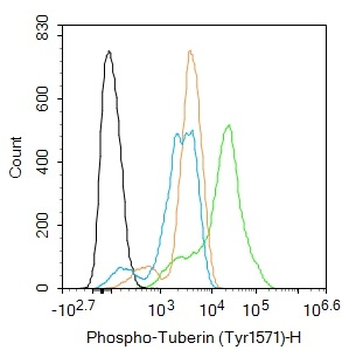 Phospho-Tuberin (Tyr1571) Rabbit Polyclonal Antibody