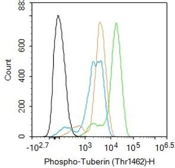 Tuberin (phospho-Thr1462) antibody