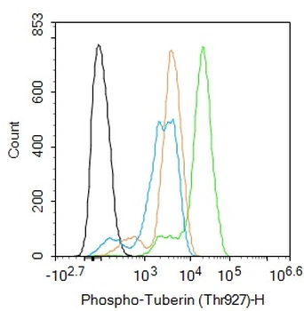 Phospho-Tuberin (Thr927) Rabbit Polyclonal Antibody