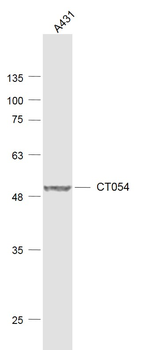 CT054 Rabbit Polyclonal Antibody