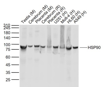 Hsp90 antibody