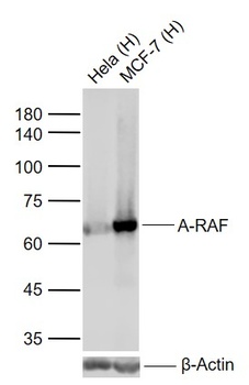 A-RAF (24D1) antibody