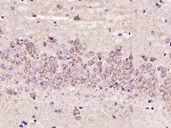 Cytochrome C Recombinant Rabbit Monoclonal Antibody