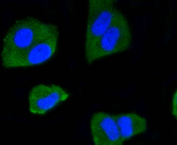 IRF1 Recombinant Rabbit Monoclonal Antibody